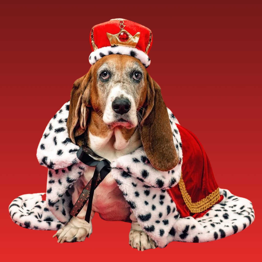 Basset Hound Royalty Magnet